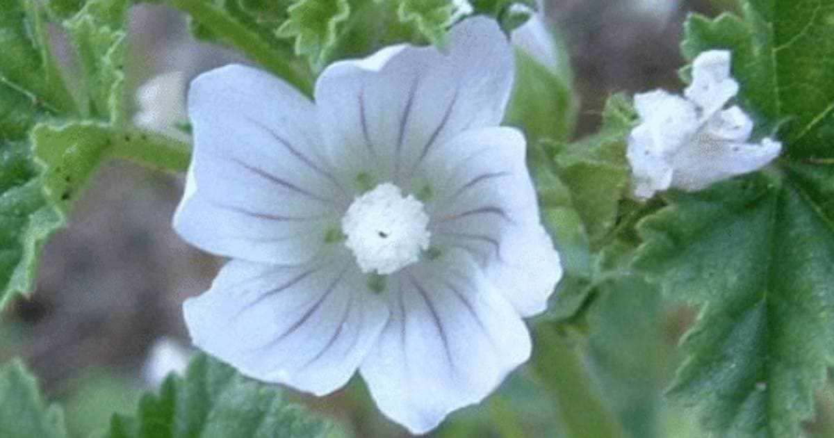 Almindelig Malva